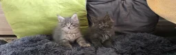 Maine Coon cats for sale: Maine coon kitten  - Advert 13