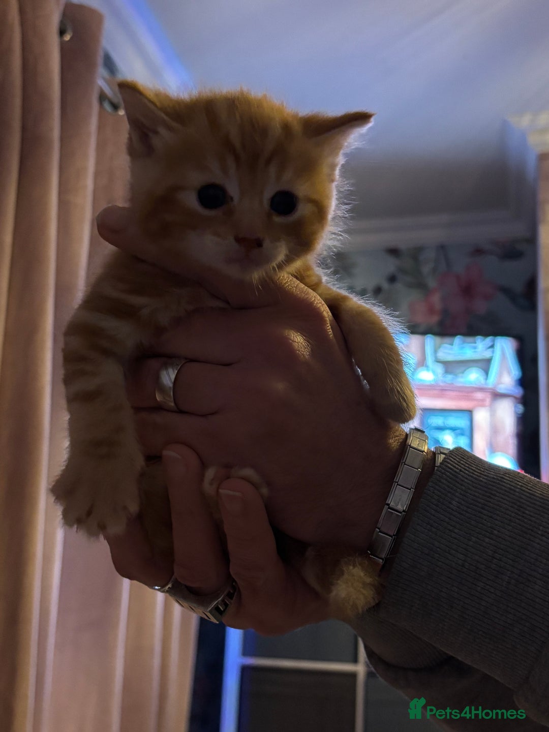 Ragdoll cats for sale: !!!Ready to reserve Ragdoll babies!!!  - Advert 13