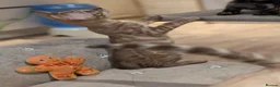 Bengal cats for sale: 🐆✨ TICA-Registered Bengals 🐆✨ - Advert 14