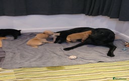 Labrador Retriever dogs for sale: Beautiful pedigree puppies ready 30th Sept - Image 15