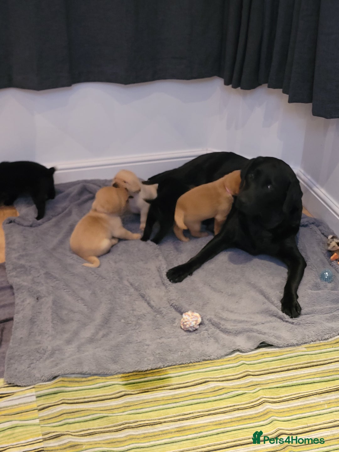 Labrador Retriever dogs for sale: Beautiful pedigree puppies ready 30th Sept - Image 15
