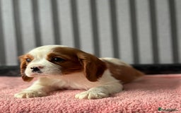Cavalier King Charles Spaniel dogs for sale: 5 beautiful King Charles cavaliers - Image 7