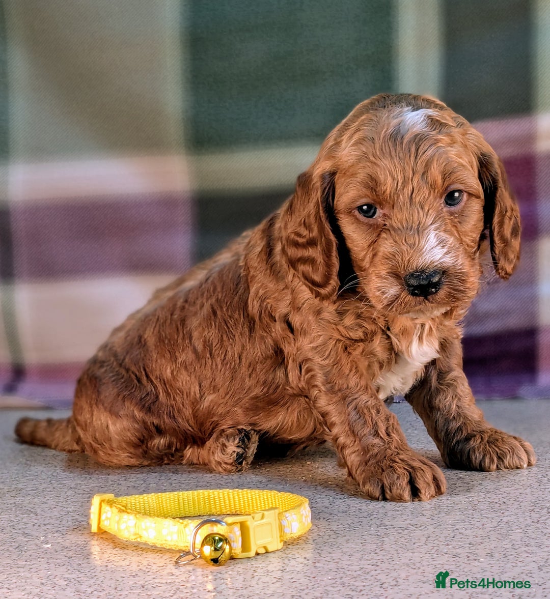 Cockapoo dogs for sale: F1B Cockapoo Puppies Ready for Their Forever Home. - Image 3