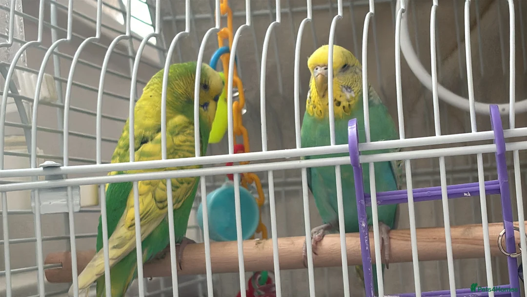 Mixed Breed birds for sale: 2 Young Budgies  - Advert 2
