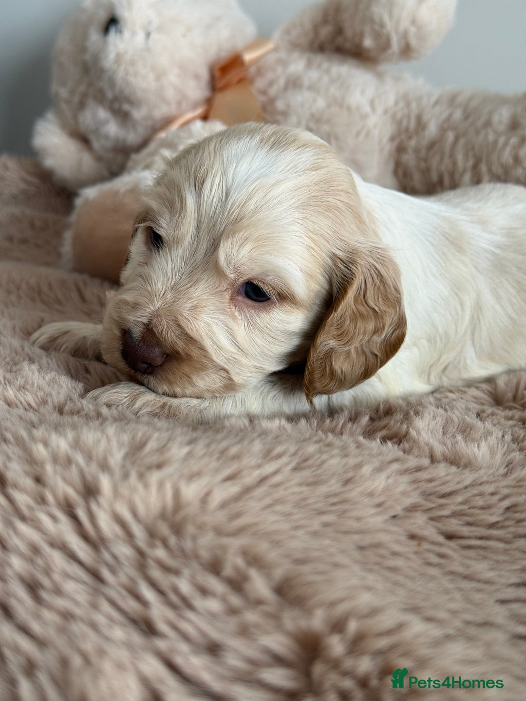 Cocker Spaniel dogs for sale: Show type cocker spaniels  - Image 16