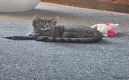 Bengal cats for sale: Bengal male very playfull and frindly  - Advert 4