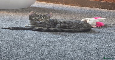 Bengal cats Bengal male kitten very playfull and friendlydly  - Advert 1