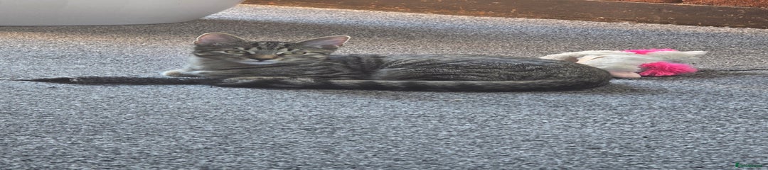 Bengal Kitten very big for the age 