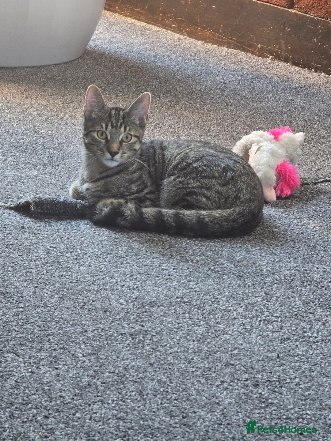 Bengal cats for sale: Bengal male very playfull and frindly  - Advert 4