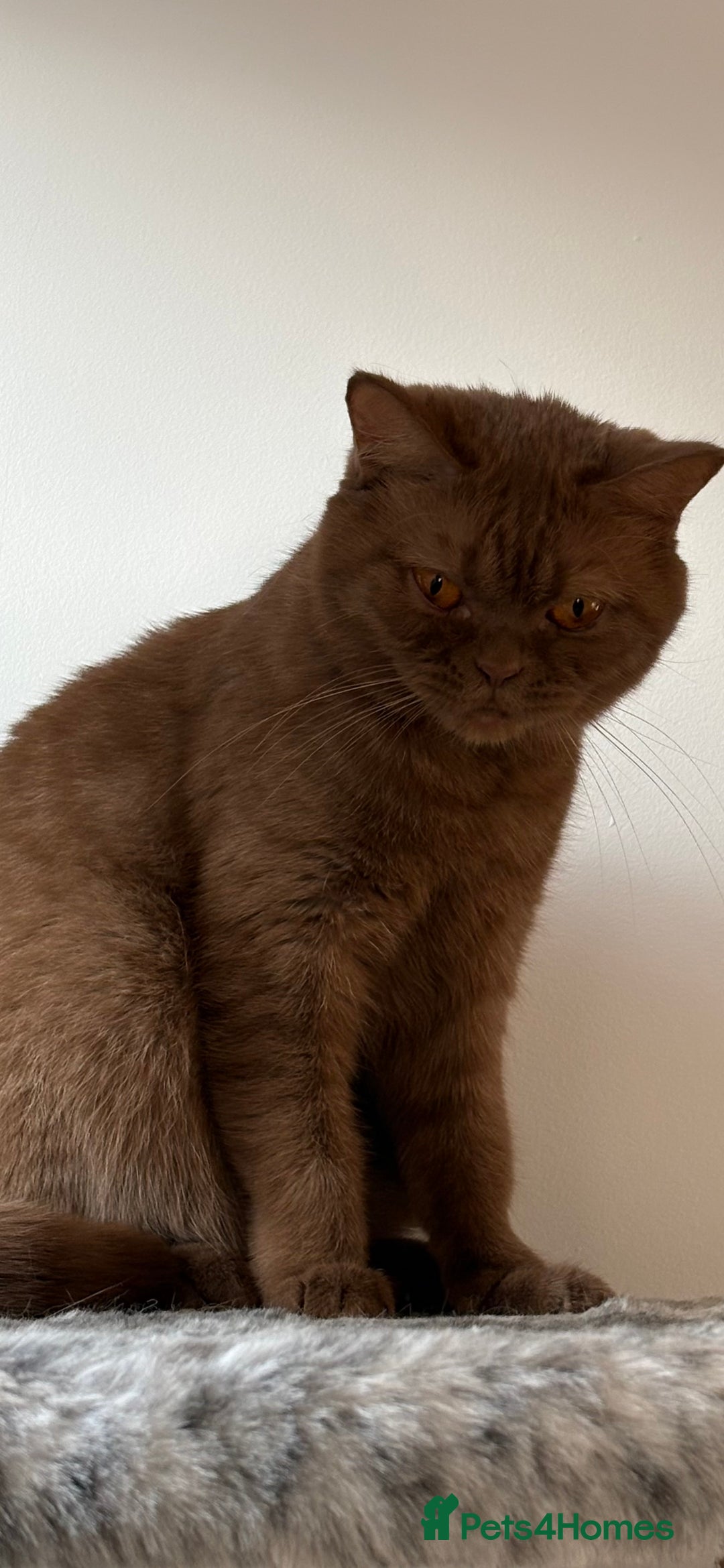 British Shorthair cats for sale: GCCF Active Registered Cinnamon British shorthair  - Advert 1