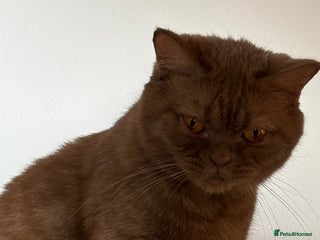British Shorthair cats GCCF Active Registered Cinnamon British shorthair - Advert 13