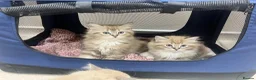Ragdoll cats for sale: Registered Ragdoll Kittens for Sale - Advert 6