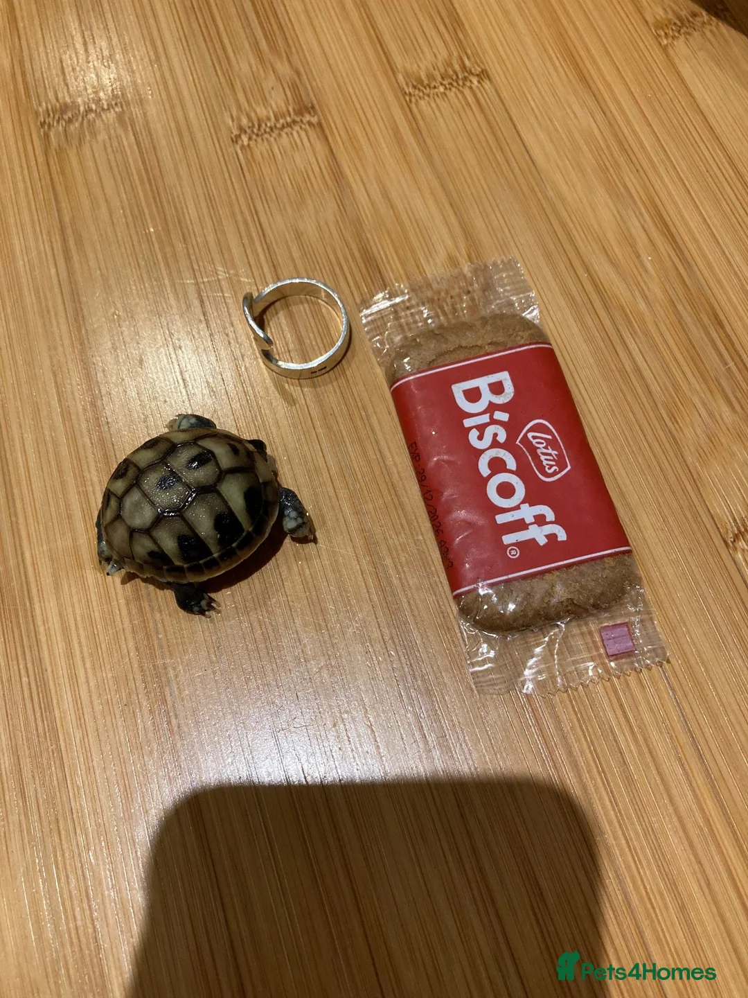 Hermann Tortoise reptiles for sale: Baby Hermann Tortoises in Hove - Advert 3