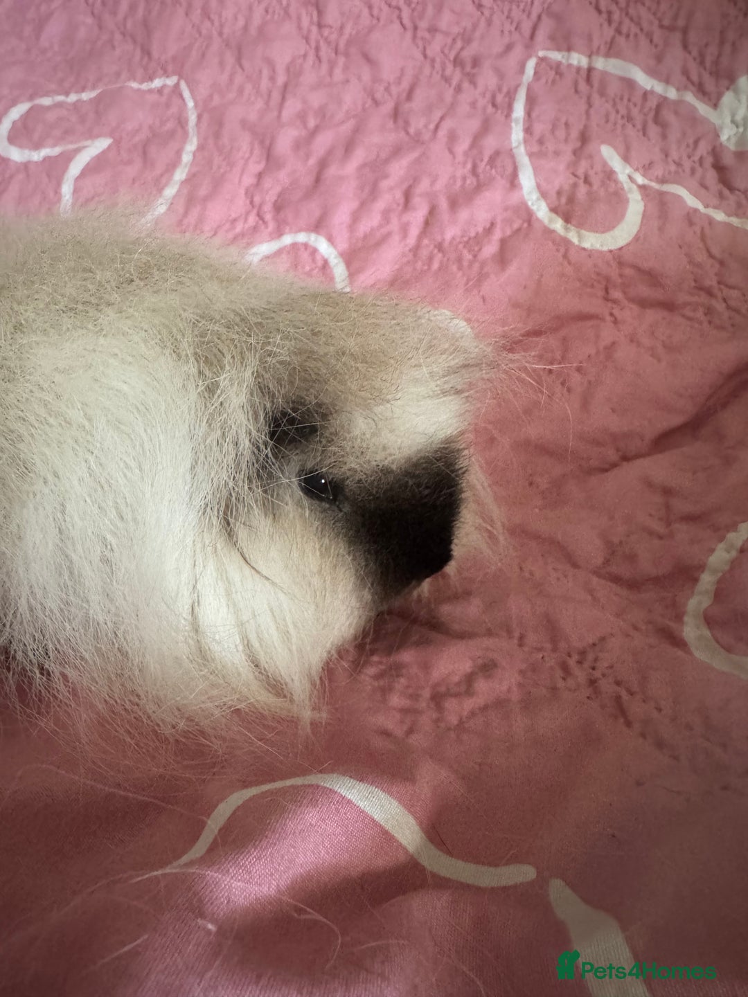 Guinea Pig rodents for sale: Swiss white Californian boar 16 mths  - Image 3