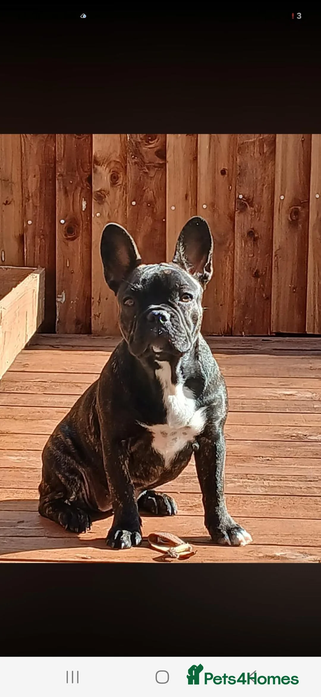 French Bulldog dogs for sale: French bulldogs  - Advert 1