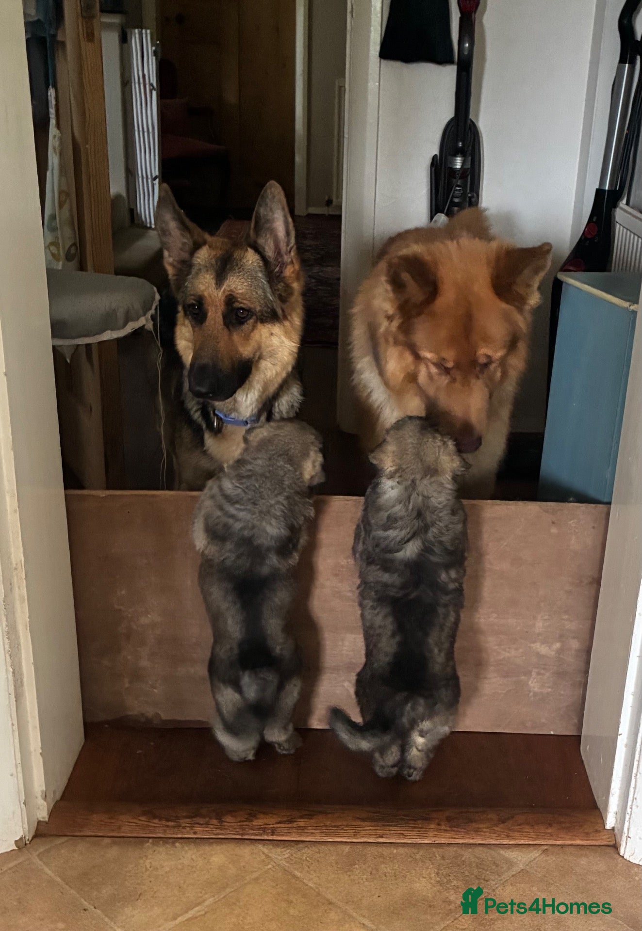 German Shepherd dogs Beautiful GSD puppies  - Advert 14