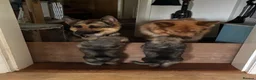 German Shepherd dogs for sale: Beautiful GSD puppies  - Advert 5