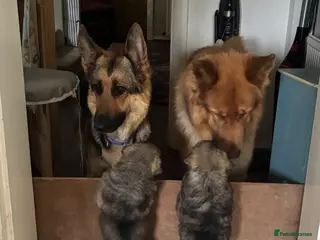German Shepherd dogs Beautiful GSD puppies - Advert 5