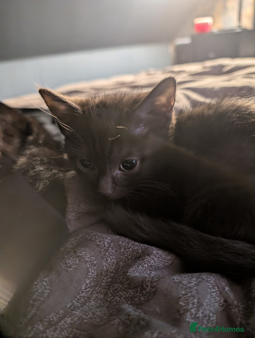 British Shorthair cats for sale: 2 black female cats  - Advert 3