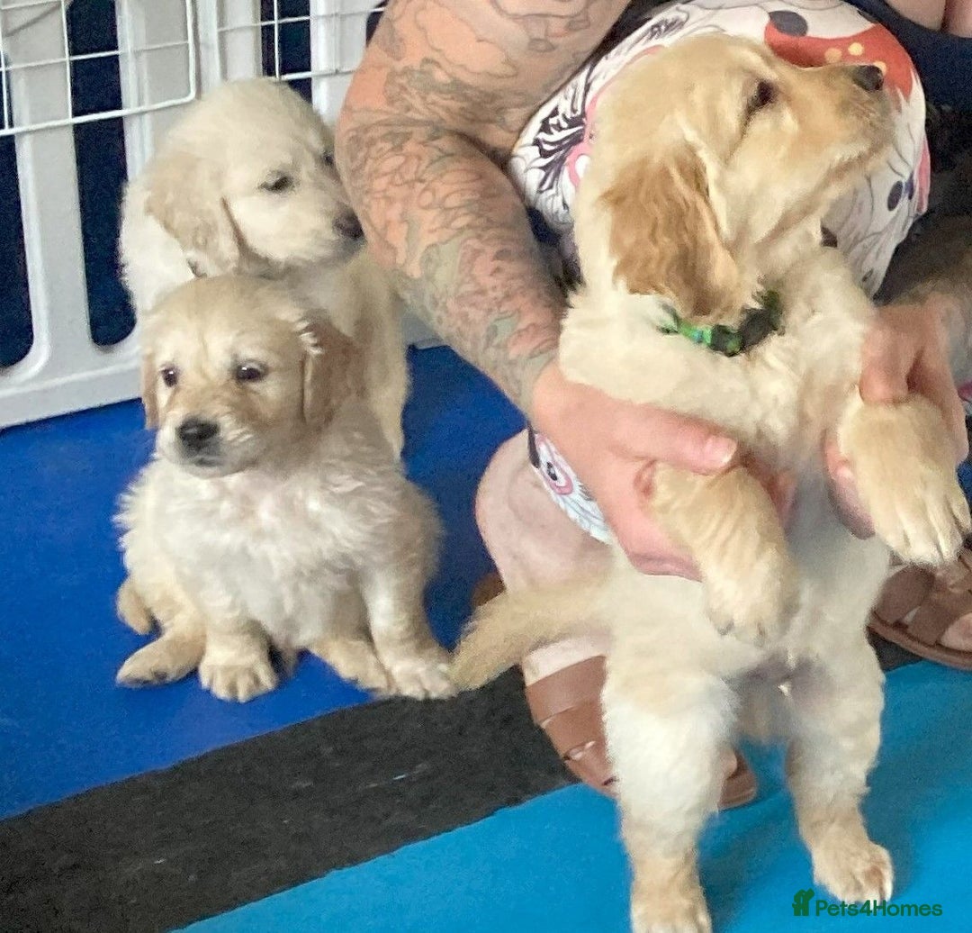 Golden Retriever dogs for sale: Fyffrind Meadow (Miss Purple)  - KC Reg. Goldies from a 5 Star Registered Breeder  - Image 32