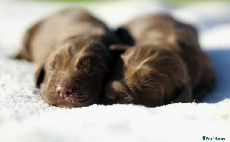Sprocker dogs - Advert 1