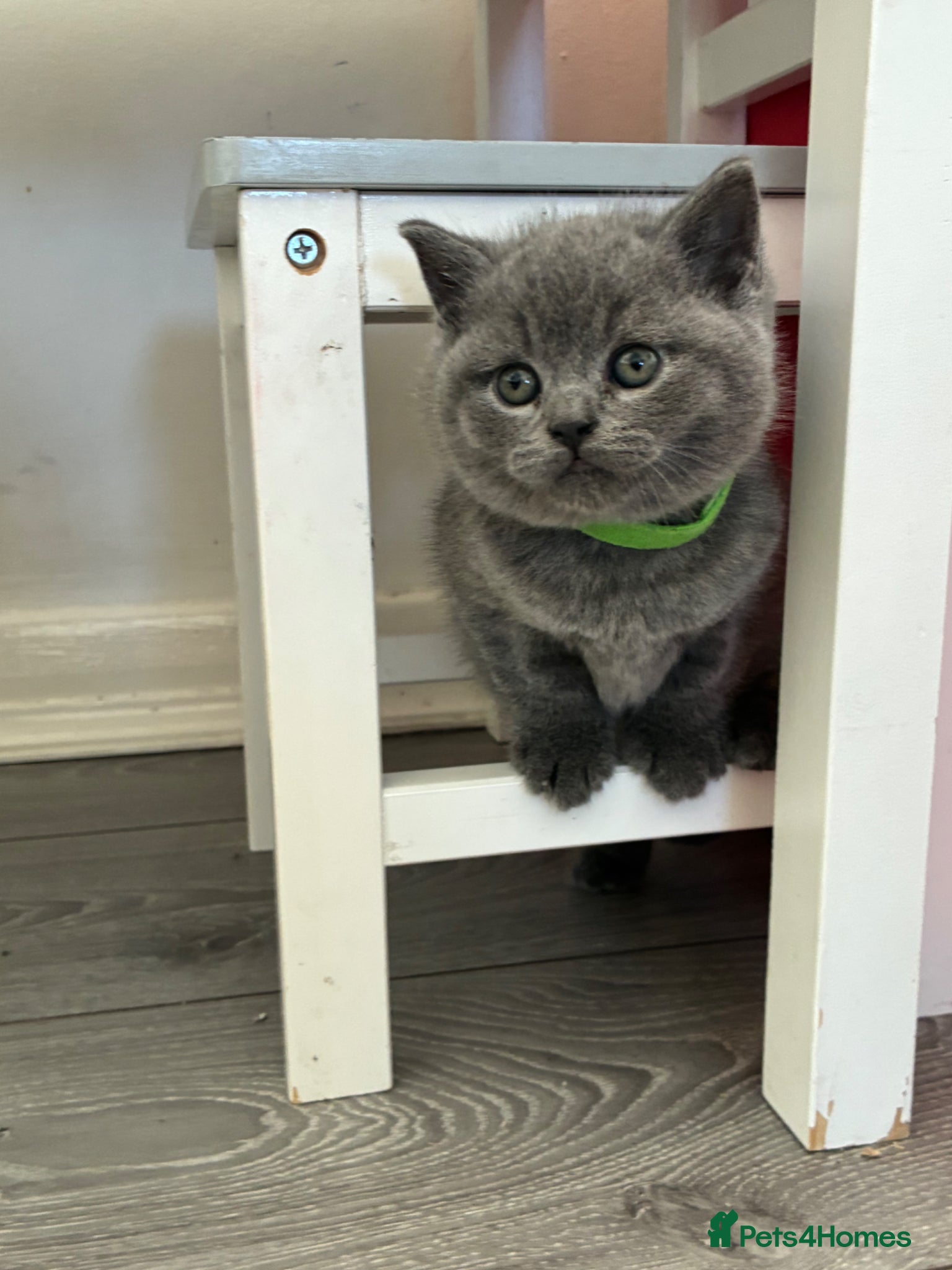British Shorthair cats British Blue short hair Boy 💚 - Advert 2
