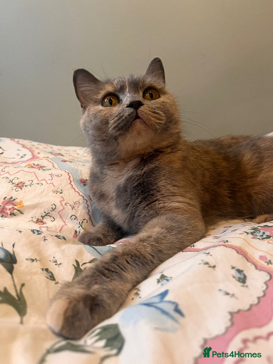 British Shorthair cats for sale: GCCF Registered tortie British Shorthair girl - Advert 9