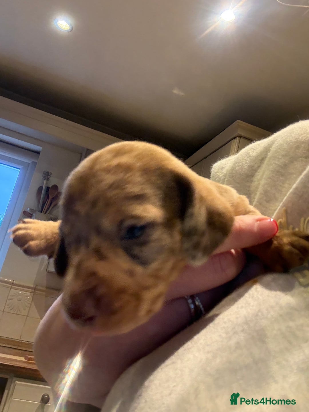 Miniature Dachshund dogs for sale: Smooth Miniature Daschund puppies  - Advert 23