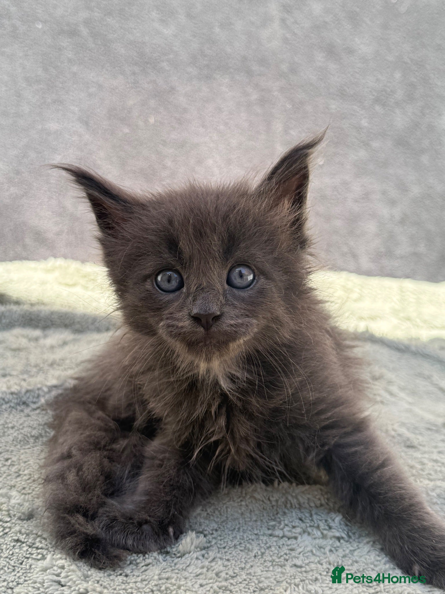 Maine Coon cats TICA Registered Maine Coon Kittens - Advert 14