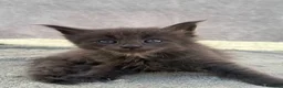 Maine Coon cats for sale: TICA Registered Maine Coon Kittens - Advert 4