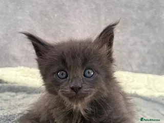 Maine Coon cats Health Tested TICA Registered Maine Coon Kittens - Advert 1