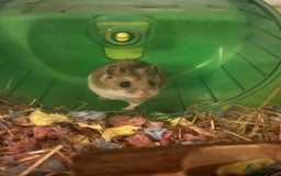 Hamster rodents for sale: Chinese Dwarf  - Image 1