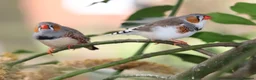 Finches birds for sale: Various Zebra Finch Variants  - Advert 9