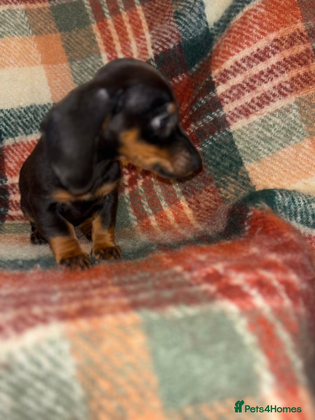 Miniature Dachshund dogs for sale: 🐶 beautiful tiny Dachshund puppies🐶 - Advert 10