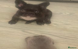 French Bulldog dogs for sale: Fluffy French bulldogs!!  - Image 1