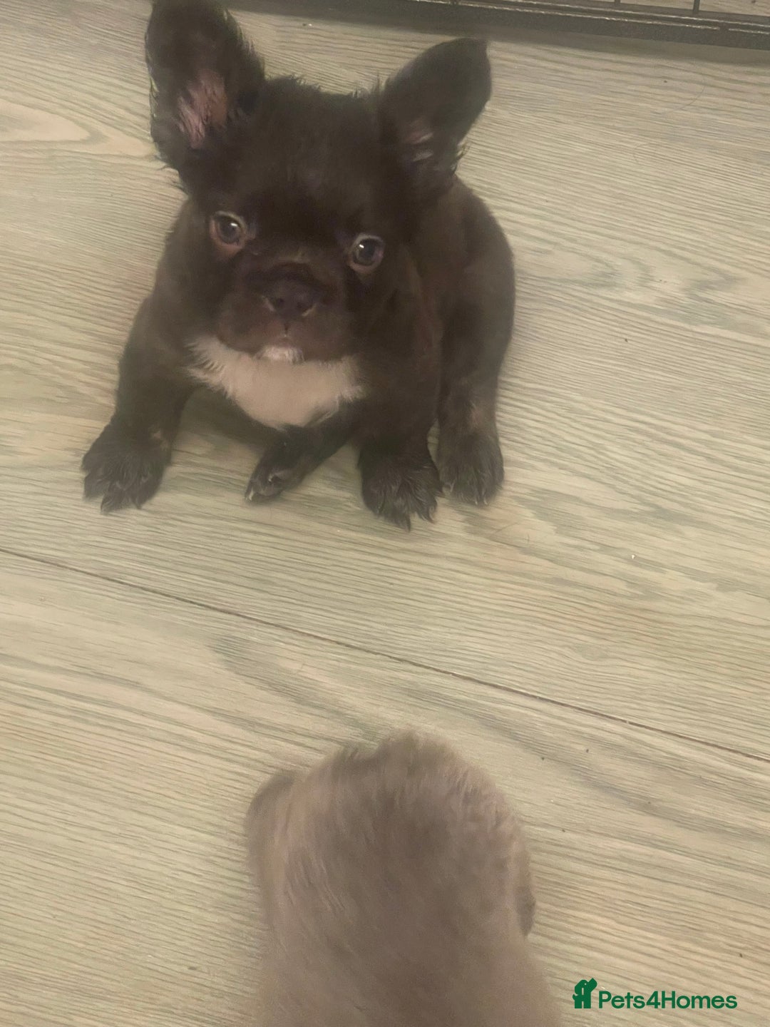 French Bulldog dogs for sale: Fluffy French bulldogs!!  - Image 1