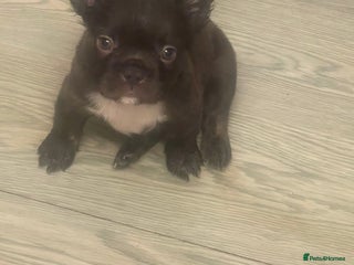 French Bulldog dogs for sale - Advert 1