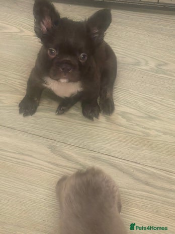 French Bulldog dogs - Advert 1