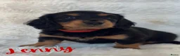 Miniature Dachshund dogs for sale: 🐶🏡KC Registered Long-Haired Mini Dachshunds🏡🐶 - Advert 9