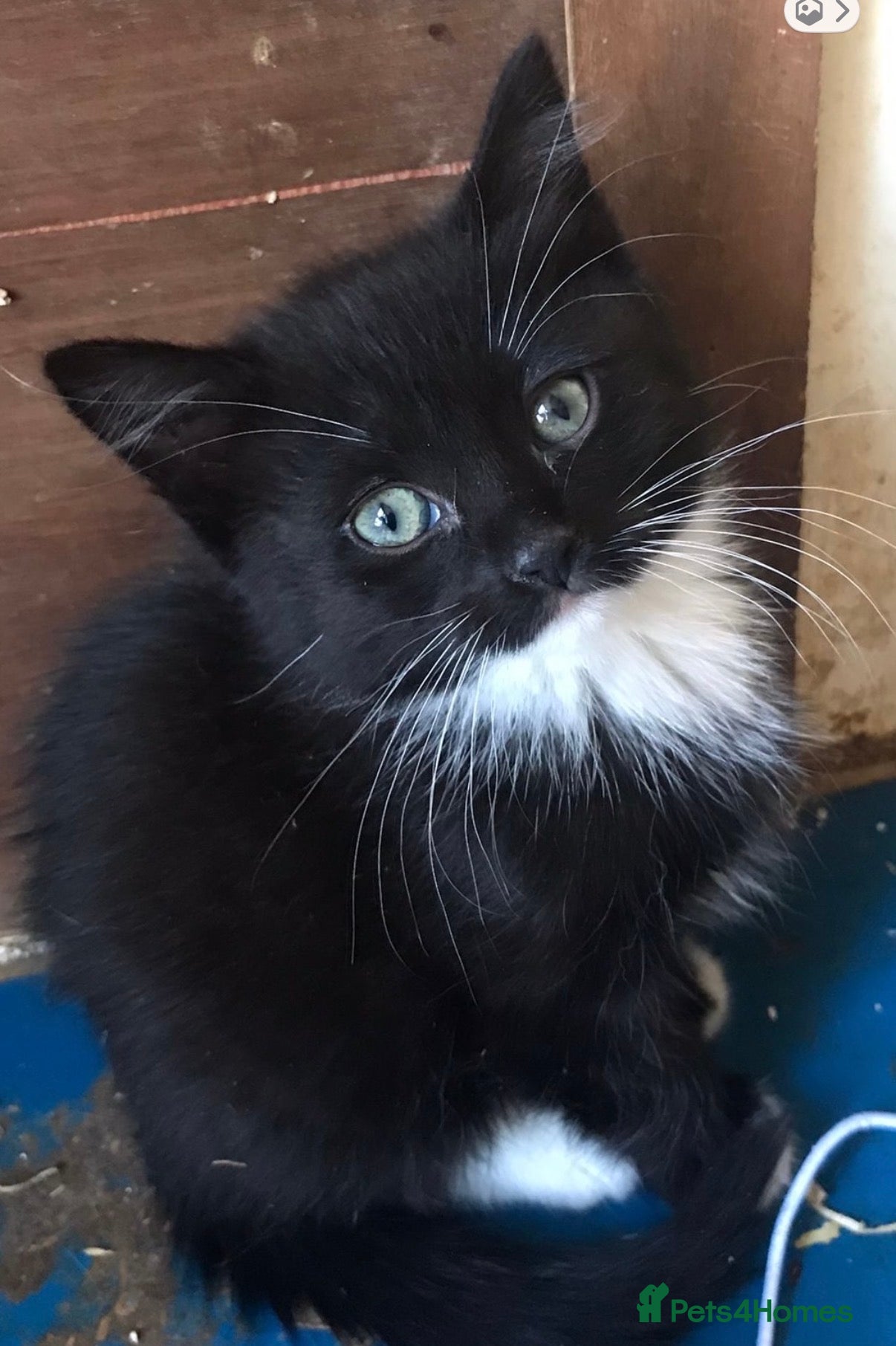 Ragdoll cats ragdoll x  - Advert 1