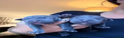 Staffordshire Bull Terrier dogs for sale: Outstanding Blue Staffordshire Bull Terrier Puppys - Advert 13