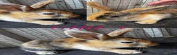 Mini Lion Lop rabbits for sale: lion lops  - Advert 3