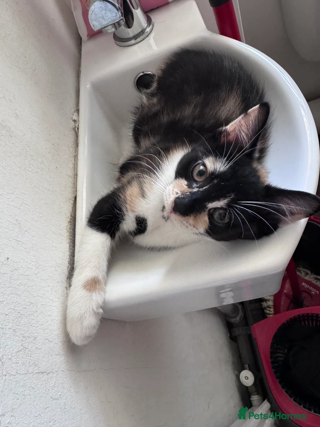 Mixed Breed cats for sale: Two lovely girl kittens!  - Advert 2