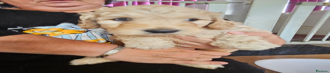 Goldendoodle Puppy 2