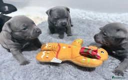 Staffordshire Bull Terrier dogs for sale: Staffordshire bull Terrier CHAMPION BLOODLINE  - Image 6