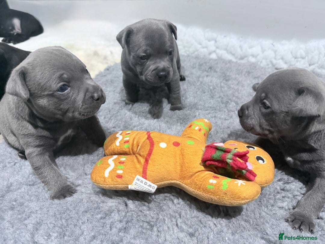 Staffordshire Bull Terrier dogs for sale: Staffordshire bull Terrier CHAMPION BLOODLINE  - Image 6