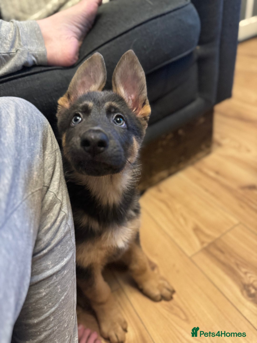German Shepherd dogs for sale: 15 week old German Shepherd Puppy - Advert 7