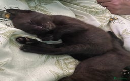 Mixed Breed cats for sale: 3 beautiful kittens for sale (unknown sex) - Image 7