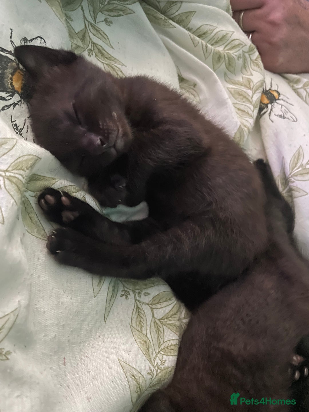 Mixed Breed cats for sale: 3 beautiful kittens for sale (unknown sex) - Image 7