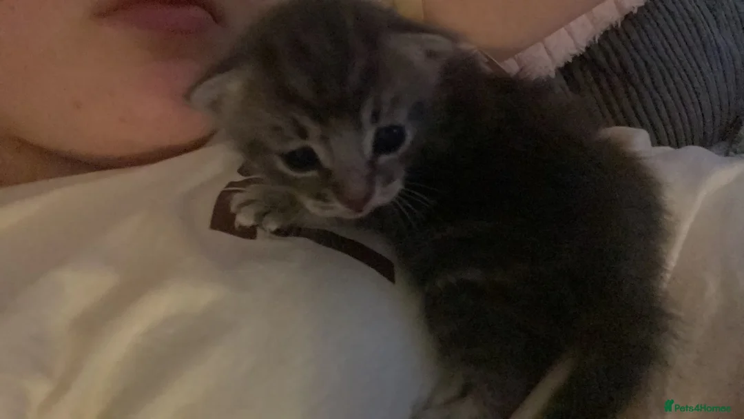 Bengal cats for sale: Beautiful Bengal Kittens  in Littlehampton - Advert 21